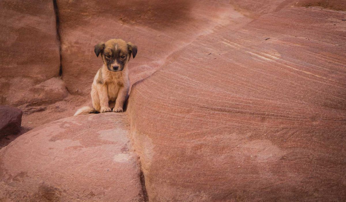 Petra – cud świata, nie dla zwierząt
