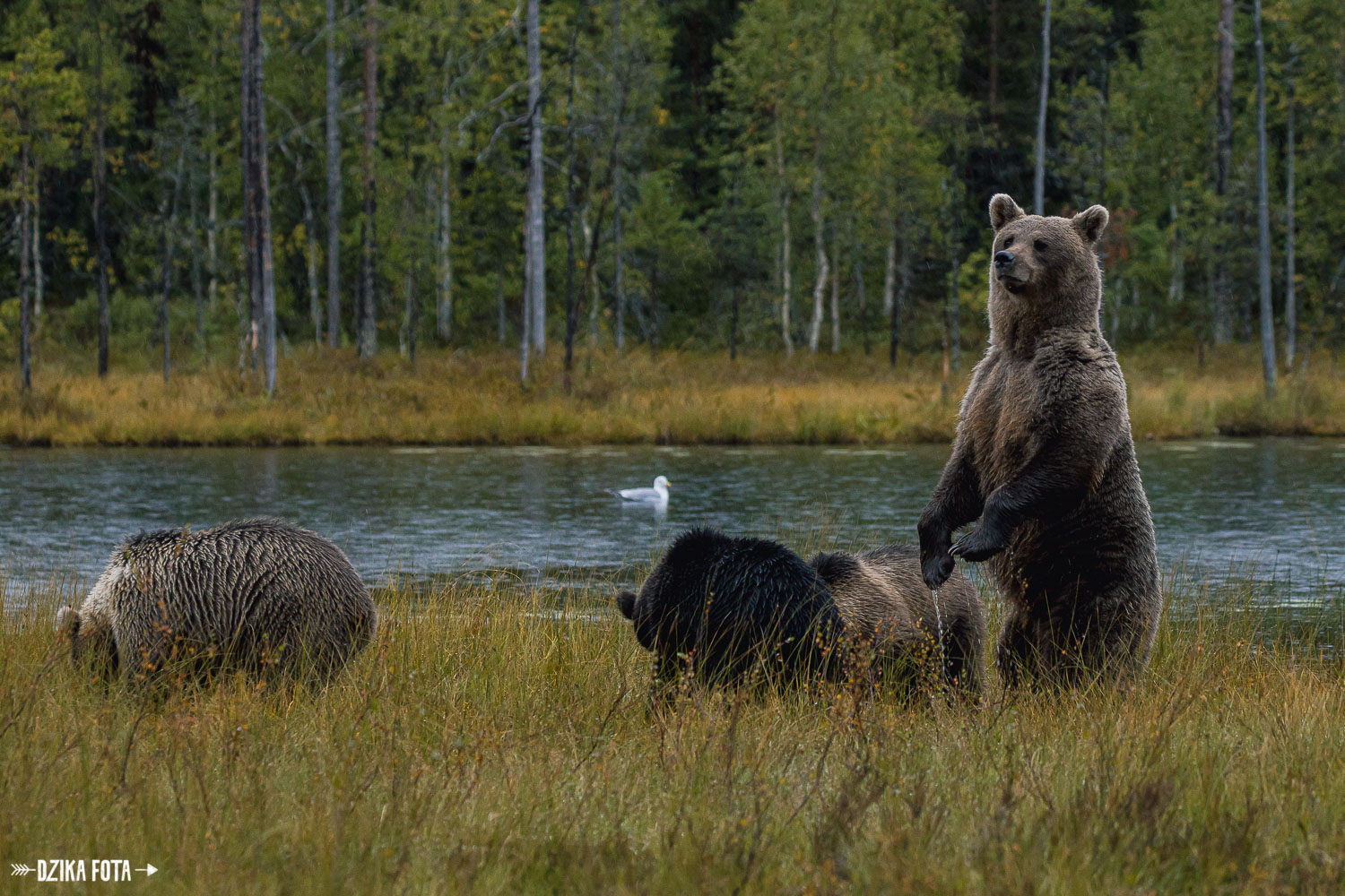 niedźwiedzie Finlandia fotografia