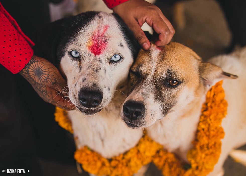Kukur Tihar – święto psów w Nepalu
